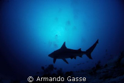 Bull shark at Dusk by Armando Gasse 